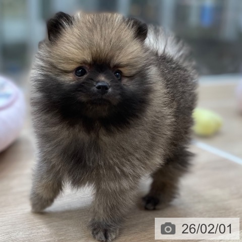 神奈川県のポメラニアン (ペットプラス テラスモール湘南店/2025年12月1日生まれ/女の子/クリームセーブル)の子犬の3枚目の画像