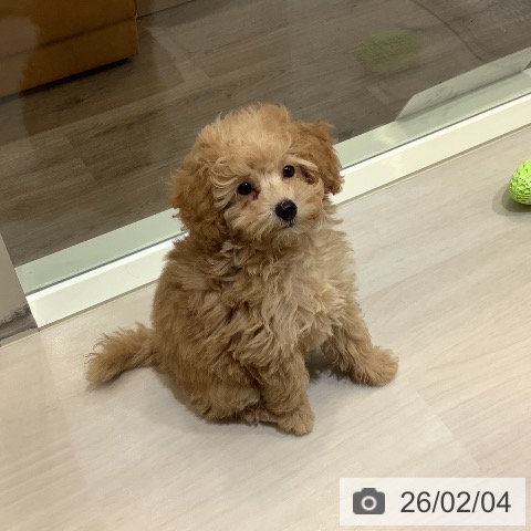 トイ・プードルの写真