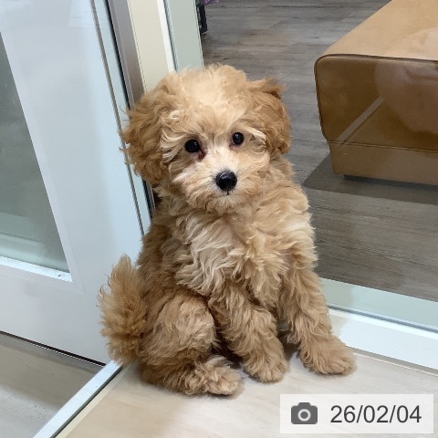 トイ・プードルの写真