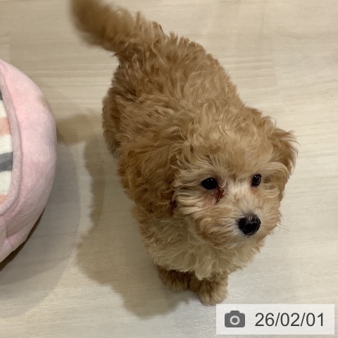 トイ・プードルの写真