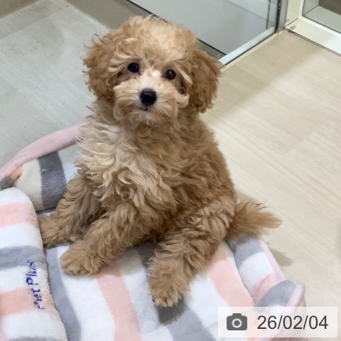 トイ・プードルの写真