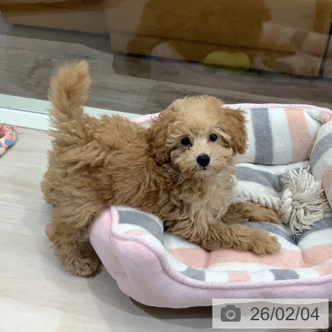 埼玉県のトイプードル(トイ) (ペットプラス クレアモール川越店/2025年11月29日生まれ/男の子/アプリコット)の子犬の3枚目の画像