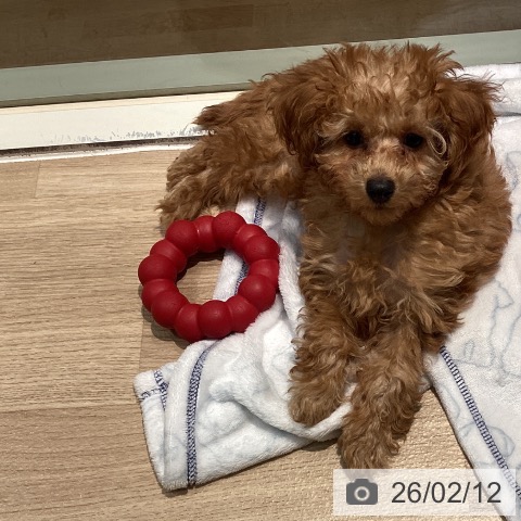 東京都のトイプードル(トイ) (ペットプラス 東久留米店/2025年12月1日生まれ/男の子/アプリコット)の子犬の3枚目の画像