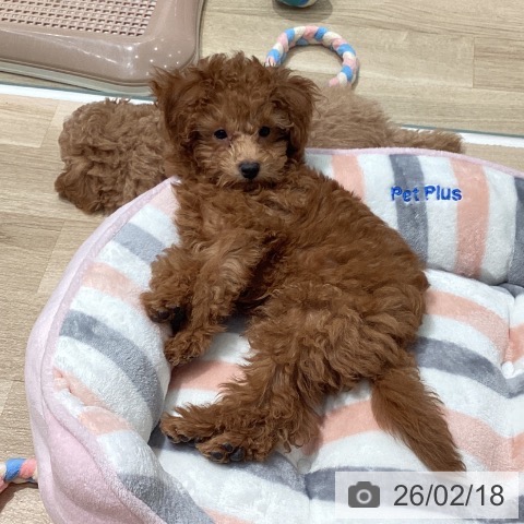 埼玉県のトイプードル(トイ) (ペットプラス ピオニウォーク東松山店/2025年12月1日生まれ/男の子/レッド)の子犬の3枚目の画像