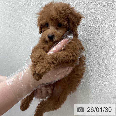 埼玉県のトイプードル(トイ) (ペットプラス ピオニウォーク東松山店/2025年12月1日生まれ/男の子/レッド)の子犬の3枚目の画像