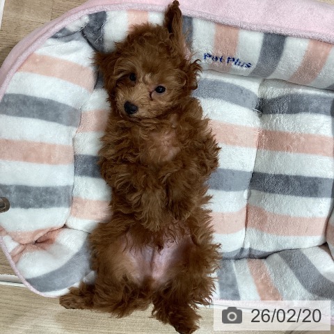 埼玉県のトイプードル(トイ) (ペットプラス ピオニウォーク東松山店/2025年12月1日生まれ/男の子/レッド)の子犬の3枚目の画像