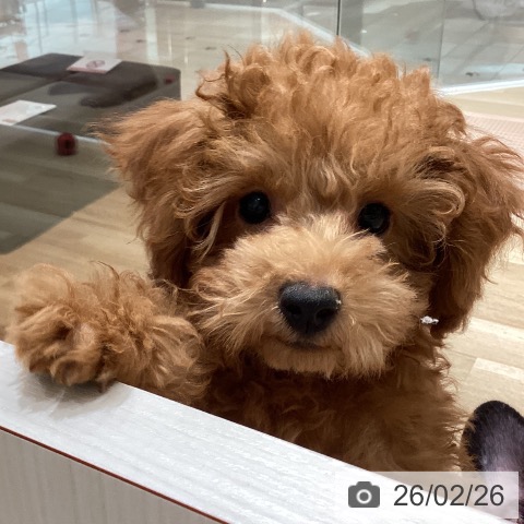 埼玉県のトイプードル(トイ) (ペットプラス ピオニウォーク東松山店/2025年12月1日生まれ/男の子/レッド)の子犬の4枚目の画像