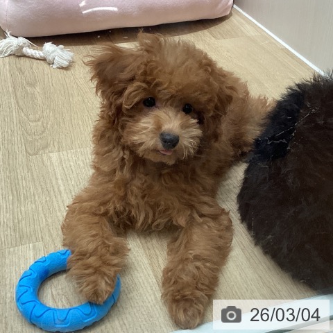 埼玉県のトイプードル(トイ) (ペットプラス ピオニウォーク東松山店/2025年12月1日生まれ/男の子/レッド)の子犬の3枚目の画像