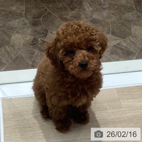 神奈川県のトイプードル(トイ) (ペットプラス 座間店/2025年11月29日生まれ/男の子/レッド)の子犬の3枚目の画像