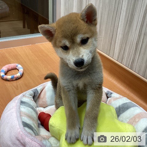 千葉県の柴犬(標準サイズ) (ペットプラス 柏店/2025年12月1日生まれ/女の子/赤)の子犬の3枚目の画像