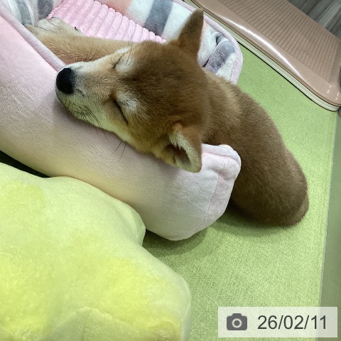 千葉県の柴犬(標準サイズ) (ペットプラス 柏店/2025年12月1日生まれ/女の子/赤)の子犬の3枚目の画像