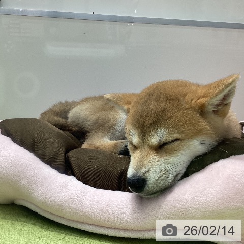 千葉県の柴犬(標準サイズ) (ペットプラス 柏店/2025年12月1日生まれ/女の子/赤)の子犬の3枚目の画像