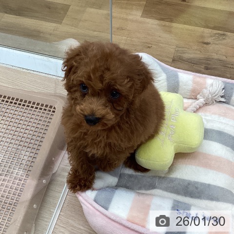 埼玉県のトイプードル(トイ) (ペットプラス 八潮店/2025年11月24日生まれ/男の子/レッド)の子犬の3枚目の画像
