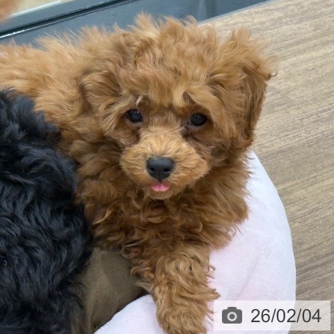 埼玉県のトイプードル(トイ) (ペッツワン 吉川美南店/2025年11月24日生まれ/女の子/レッド)の子犬の4枚目の画像