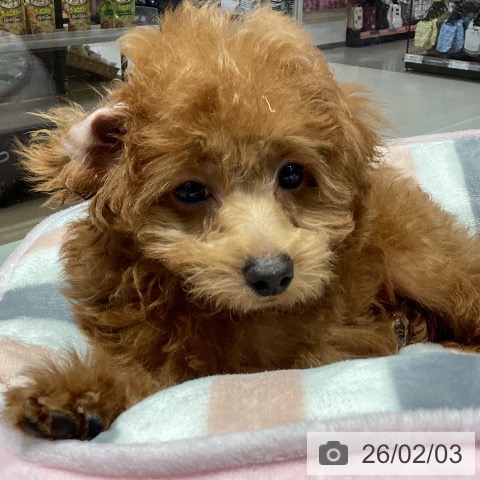 トイ・プードルの写真