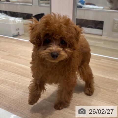 トイ・プードルの写真