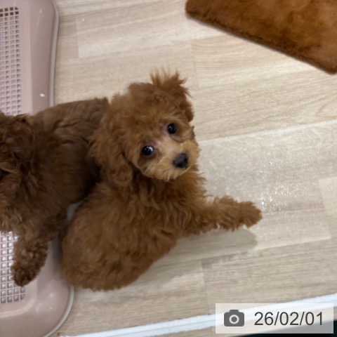 トイ・プードルの写真