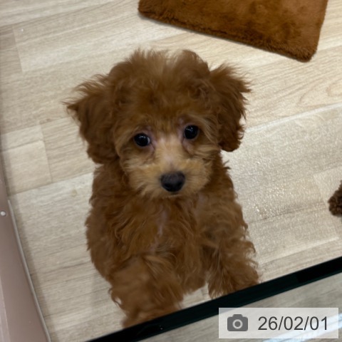 トイ・プードルの写真