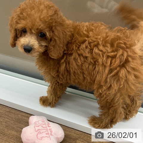 千葉県のトイプードル(トイ) (ペッツワン 千葉ニュータウン店/2025年11月22日生まれ/女の子/レッド)の子犬の3枚目の画像