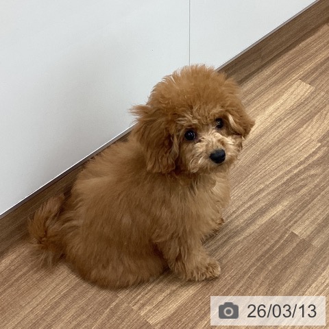 茨城県のトイプードル(トイ) (ペッツワン つくば店/2025年11月22日生まれ/女の子/レッド)の子犬の4枚目の画像