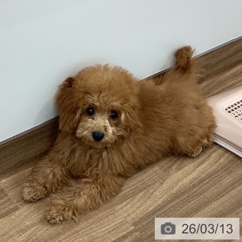 茨城県のトイプードル(トイ) (ペッツワン つくば店/2025年11月22日生まれ/女の子/レッド)の子犬の3枚目の画像