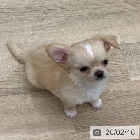 千葉県のチワワ(ロング) (ペットプラス 船橋店/2025年12月1日生まれ/男の子/クリームホワイト)の子犬の4枚目の画像