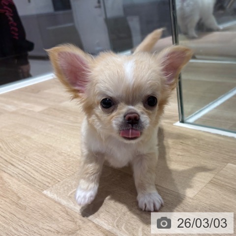 千葉県のチワワ(ロング) (ペットプラス 木更津店/2025年12月1日生まれ/男の子/クリームホワイト)の子犬の4枚目の画像