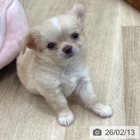 千葉県のチワワ(ロング) (ペットプラス 船橋店/2025年12月1日生まれ/男の子/クリームホワイト)の子犬の3枚目の画像