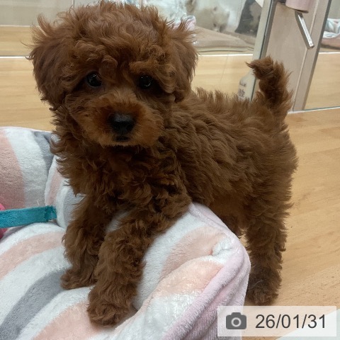 千葉県のトイプードル(トイ) (ペットプラス 成田店/2025年12月1日生まれ/男の子/レッド)の子犬の3枚目の画像