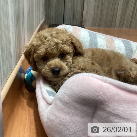 トイ・プードルの写真