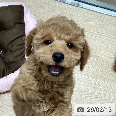 トイ・プードルの写真