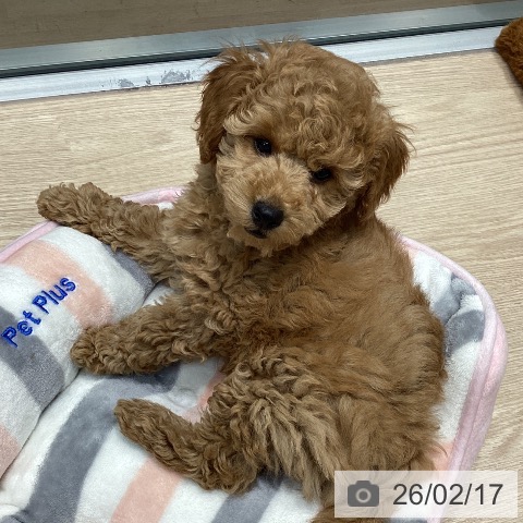 トイ・プードルの写真