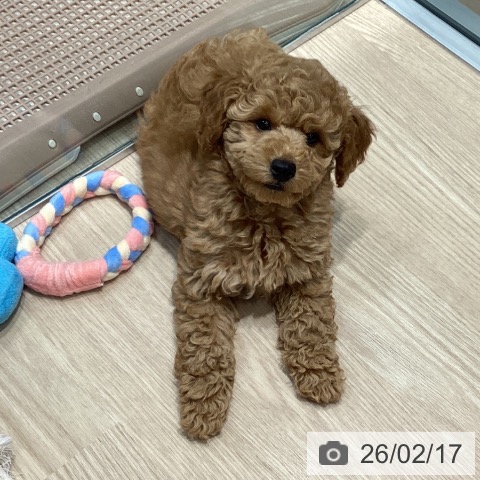 トイ・プードルの写真