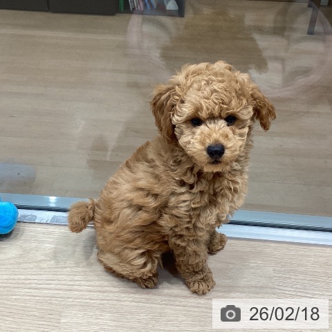 トイ・プードルの写真