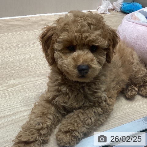 トイ・プードルの写真