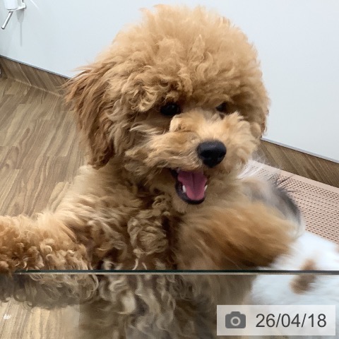 トイ・プードルの写真