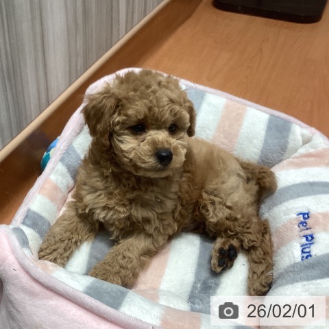 トイ・プードルの写真