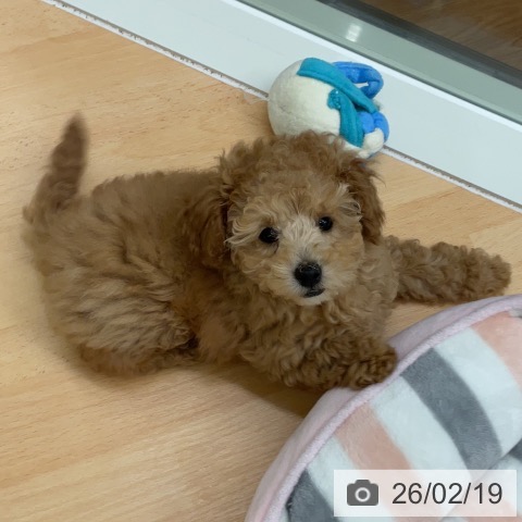 トイ・プードルの写真