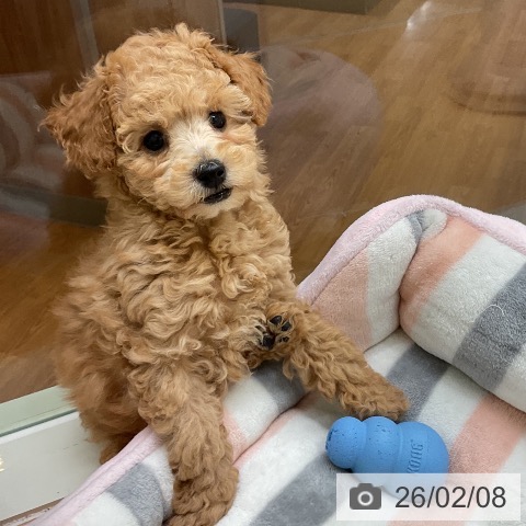 千葉県のトイプードル(トイ) (ペットプラス 成田店/2025年12月1日生まれ/女の子/レッド)の子犬の3枚目の画像