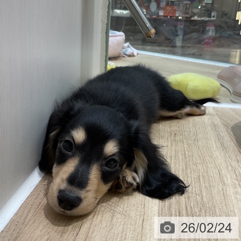 埼玉県のカニンヘンダックスフンド(ロング) (ペットプラス ららぽーと新三郷店/2025年12月1日生まれ/男の子/ブラックイエロー)の子犬の4枚目の画像