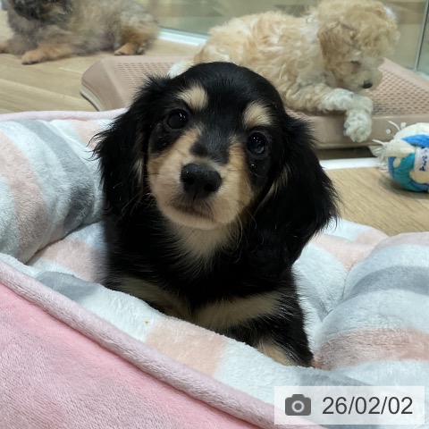 カニーンヘン・ダックスフンドの写真