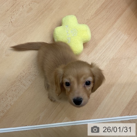 千葉県のカニンヘンダックスフンド(ロング) (ペットプラス 成田店/2025年12月1日生まれ/女の子/ゴールド)の子犬の3枚目の画像