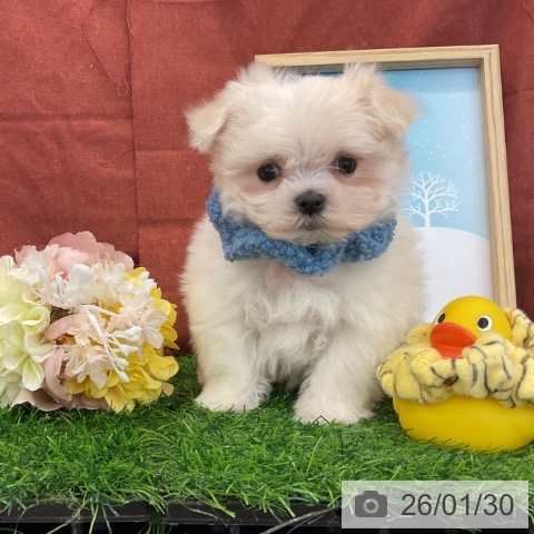 千葉県のマルチーズ (ペットプラス コトエ流山おおたかの森店/2025年11月30日生まれ/男の子/ホワイト)の子犬の4枚目の画像