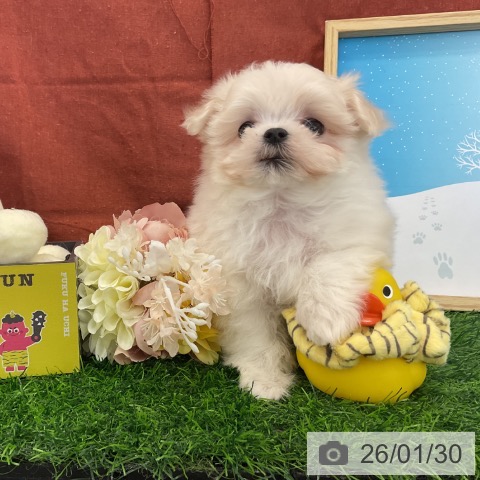 千葉県のマルチーズ (ペットプラス コトエ流山おおたかの森店/2025年11月30日生まれ/男の子/ホワイト)の子犬の3枚目の画像