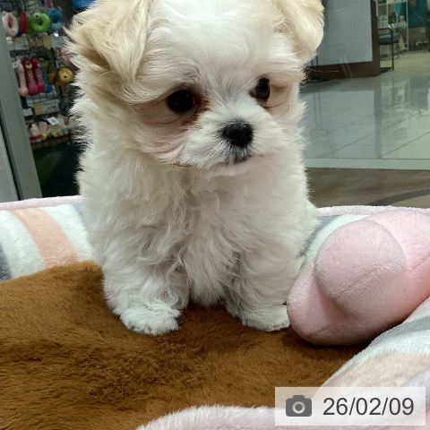 千葉県のマルチーズ (ペットプラス 柏店/2025年11月30日生まれ/男の子/ホワイト)の子犬の4枚目の画像