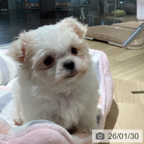 埼玉県のマルチーズ (ペットプラス イオンモール春日部店/2025年11月30日生まれ/男の子/ホワイト)の子犬の4枚目の画像