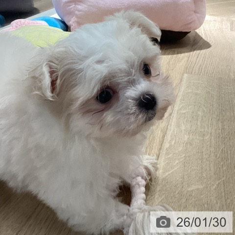 埼玉県のマルチーズ (ペットプラス イオンモール春日部店/2025年11月30日生まれ/男の子/ホワイト)の子犬の3枚目の画像