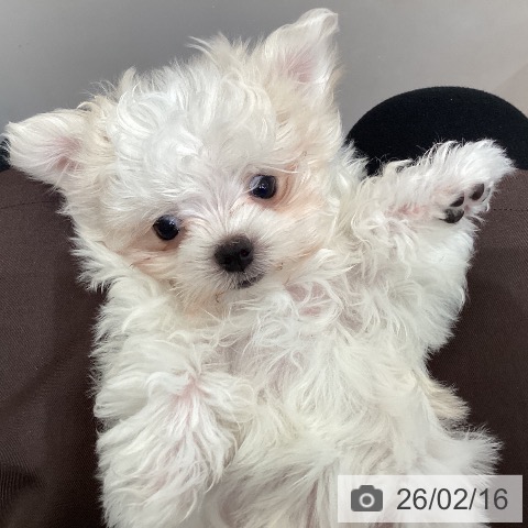 埼玉県のマルチーズ (ペットプラス イオンモール春日部店/2025年11月30日生まれ/男の子/ホワイト)の子犬の3枚目の画像