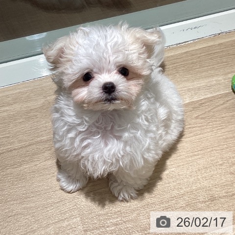 埼玉県のマルチーズ (ペットプラス イオンモール春日部店/2025年11月30日生まれ/男の子/ホワイト)の子犬の3枚目の画像