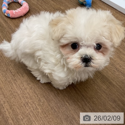 千葉県のマルチーズ (ペッツワン 千葉ニュータウン店/2025年11月30日生まれ/男の子/ホワイト)の子犬の3枚目の画像